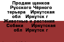 Продам щенков Русского Чёрного терьера - Иркутская обл., Иркутск г. Животные и растения » Собаки   . Иркутская обл.,Иркутск г.